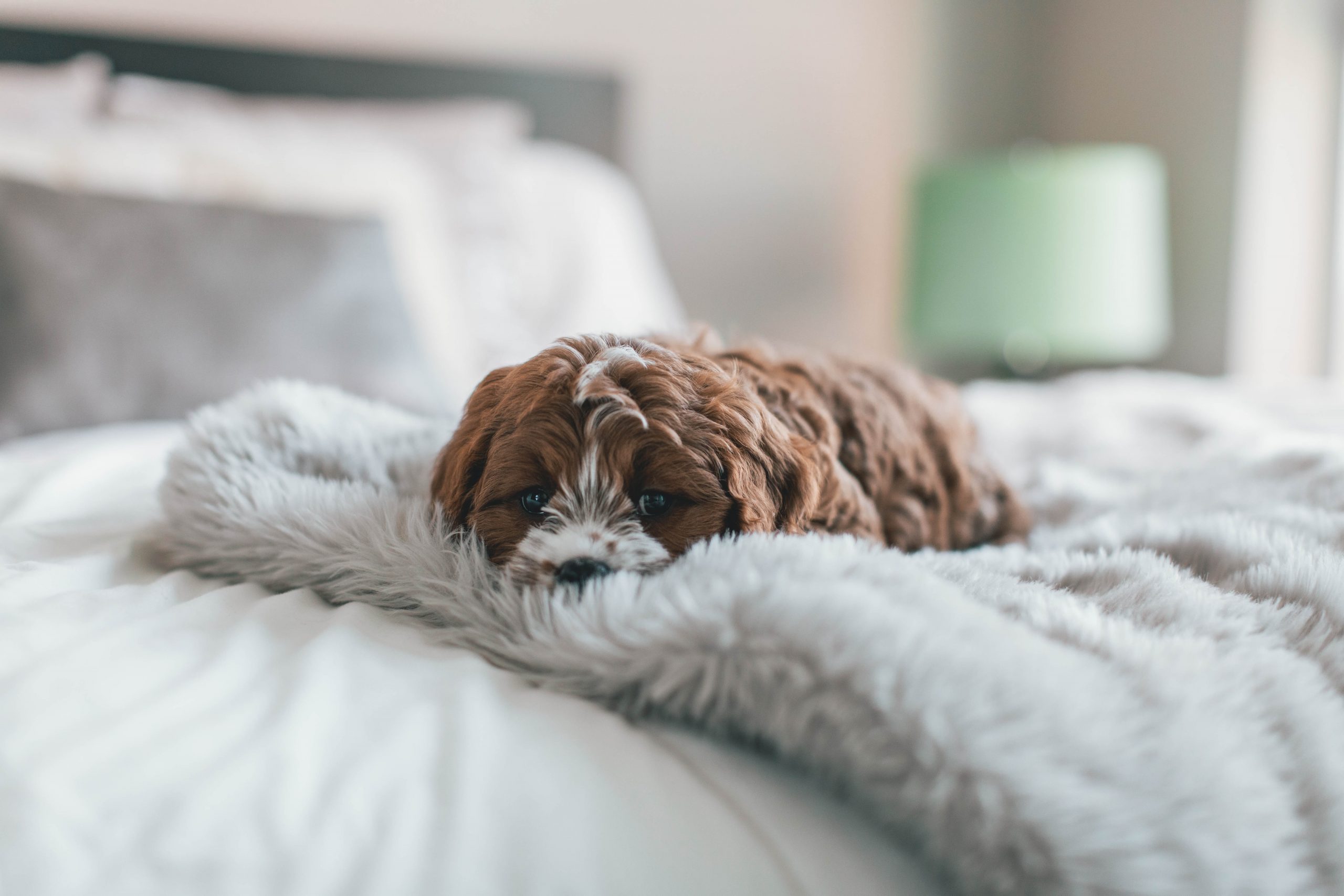 The Ultimate Guide To Choosing The Perfect Dog Bed: Comfort, Benefits, And More!