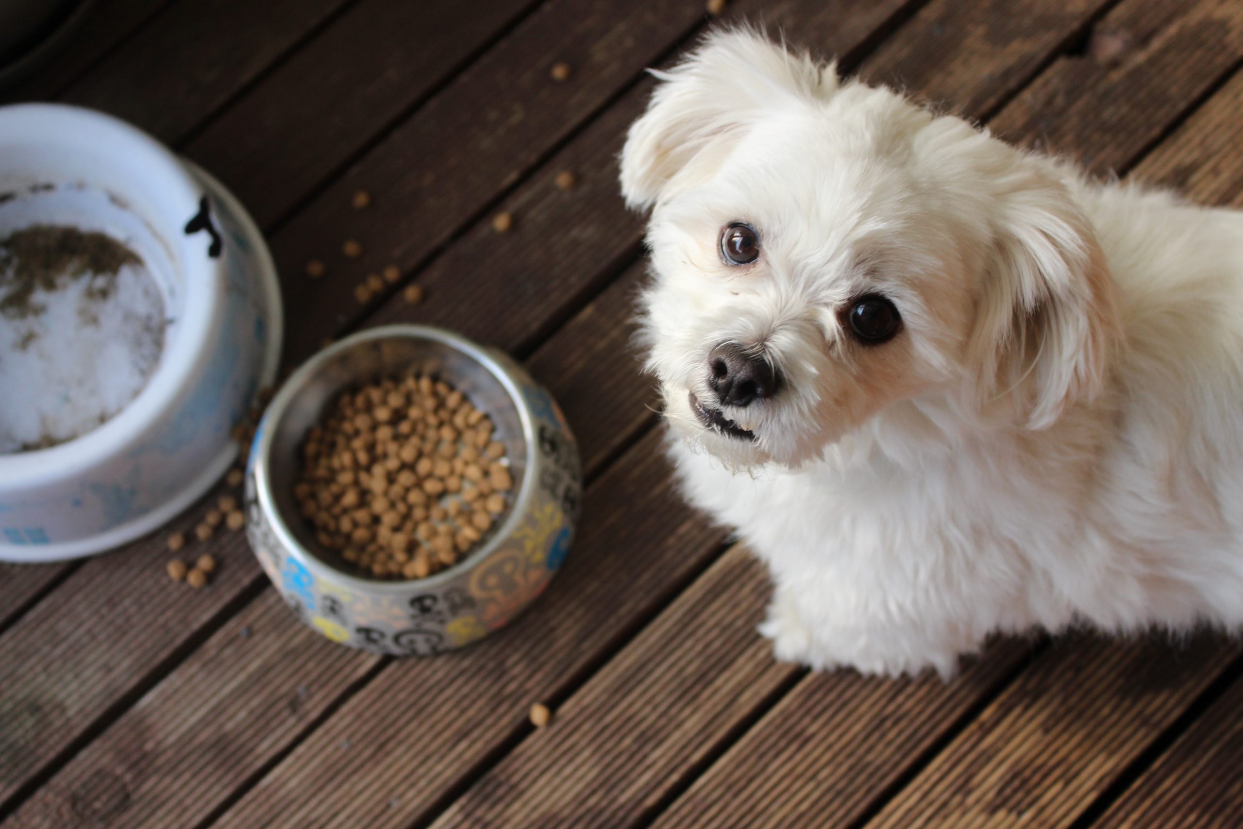 Wet Foods For Your Puppy: Why?